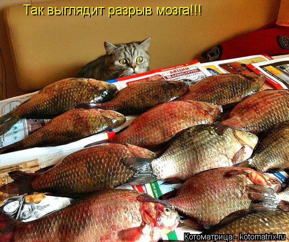 Котоматрица: Так выглядит разрыв мозга!!!