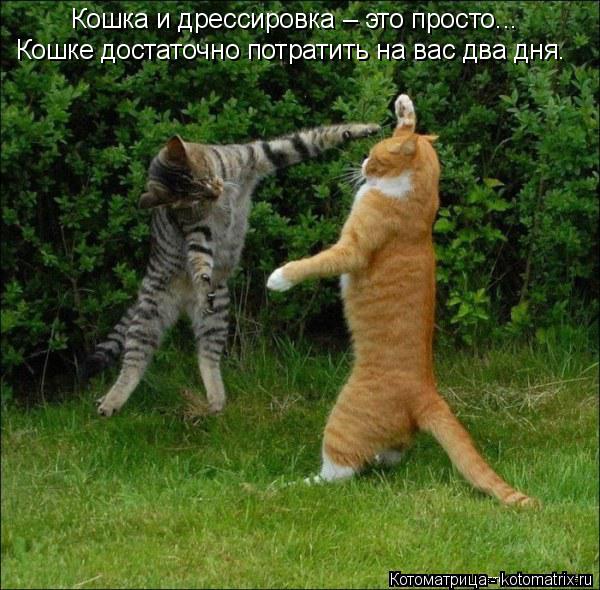 Котоматрица: Кошка и дрессировка – это просто... Кошке достаточно потратить на вас два дня.