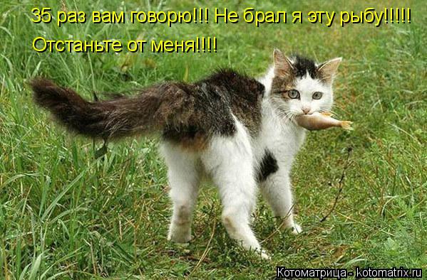 Котоматрица: 35 раз вам говорю!!! Не брал я эту рыбу!!!!! Отстаньте от меня!!!!