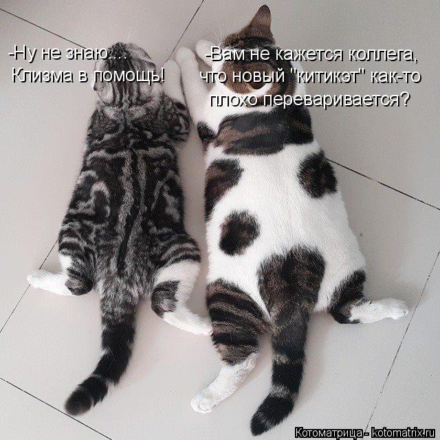 Котоматрица: -Вам не кажется коллега, что новый "китикэт" как-то плохо переваривается? -Ну не знаю.... Клизма в помощь!