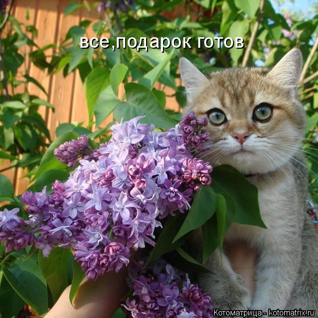 Котоматрица: все,подарок готов