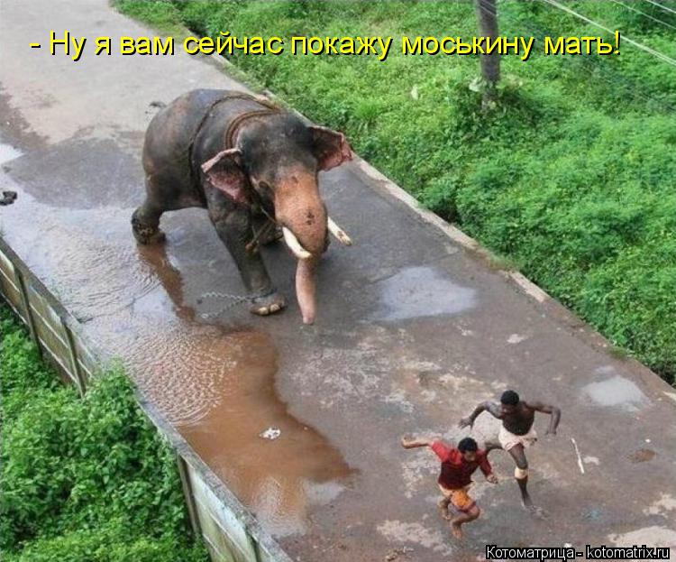 Котоматрица: - Ну я вам сейчас покажу моськину мать!