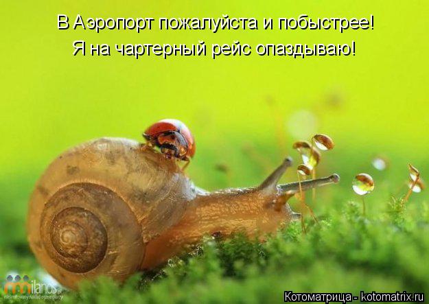 Котоматрица: В Аэропорт пожалуйста и побыстрее! Я на чартерный рейс опаздываю!