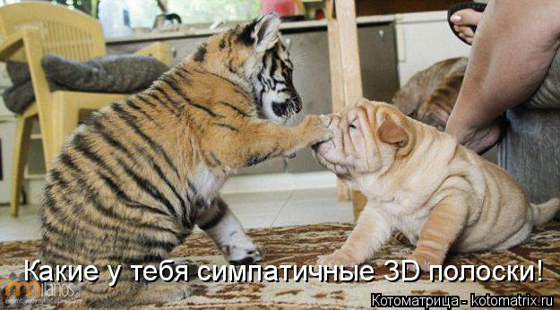 Какие у тебя симпатичные 3D полоски!... Котоматрица: Какие у тебя симпатичные 3D полоски!