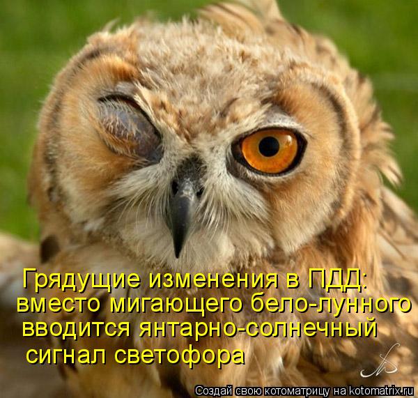 Котоматрица: Грядущие изменения в ПДД: вместо мигающего бело-лунного вводится янтарно-солнечный сигнал светофора