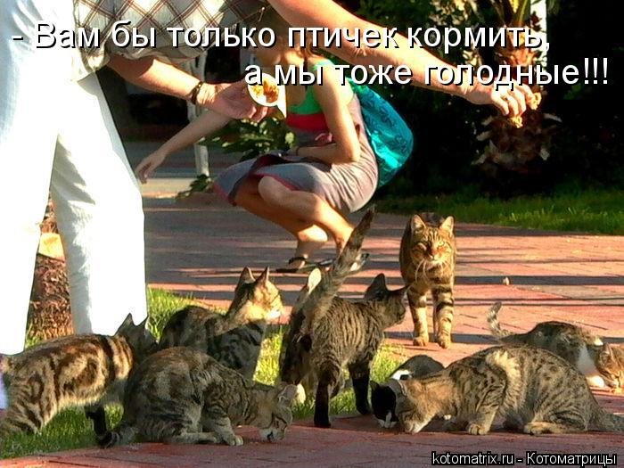 Котоматрица: - Вам бы только птичек кормить, а мы тоже голодные!!!