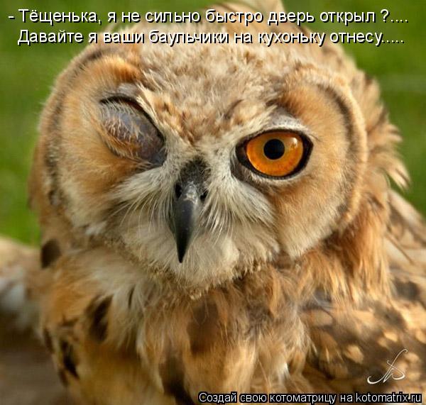 Котоматрица: - Тёщенька, я не сильно быстро дверь открыл ?.... Давайте я ваши баульчики на кухоньку отнесу.....