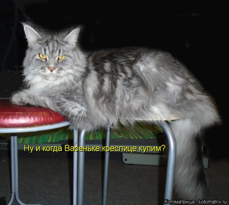 Котоматрица: Ну и когда Васеньке креслице купим?