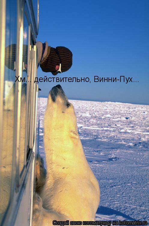 Котоматрица: Хм... действительно, Винни-Пух...
