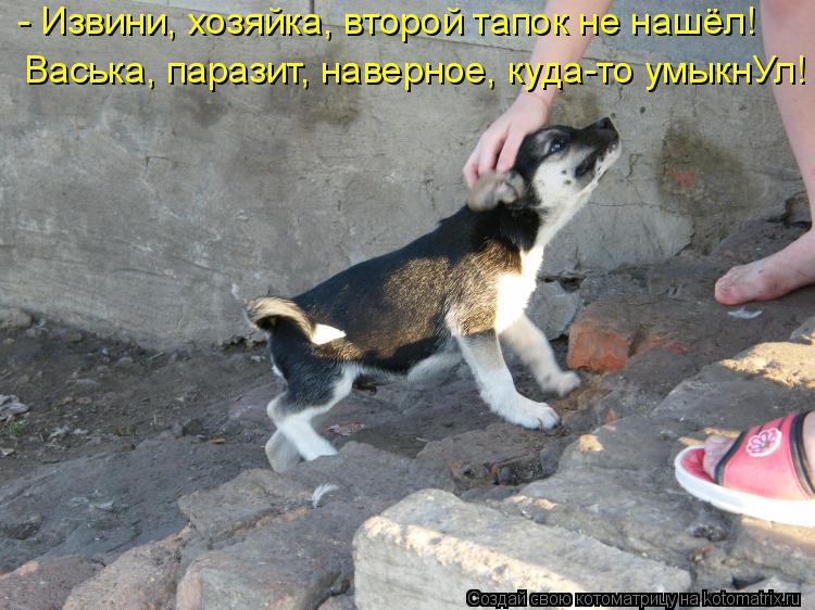 Котоматрица: Васька, паразит, наверное, куда-то умыкнУл! - Извини, хозяйка, второй тапок не нашёл!