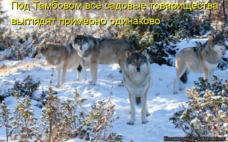 Котоматрица: Под Тамбовом все садовые товарищества выглядят примерно одинаково