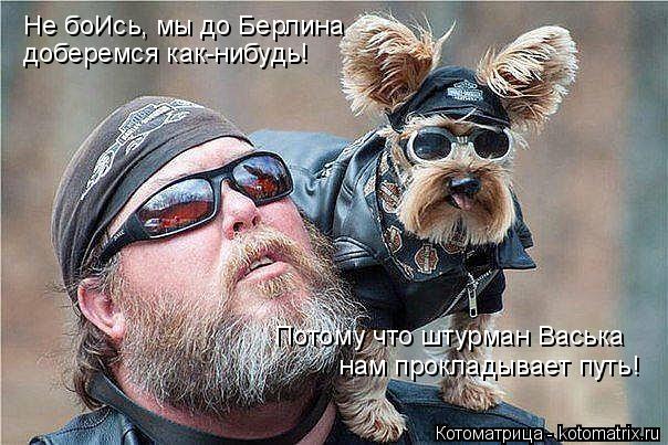 Котоматрица: Не боИсь, мы до Берлина доберемся как-нибудь! Потому что штурман Васька нам прокладывает путь!
