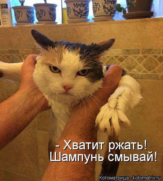 Шампунь смывай! - Хватит ржать!... Котоматрица: Шампунь смывай! - Хватит ржать!