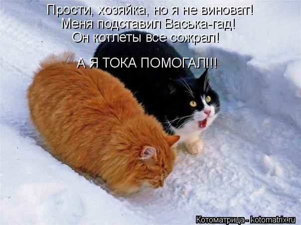 Котоматрица: Прости, хозяйка, но я не виноват! Меня подставил Васька-гад! Он котлеты все сожрал! А Я ТОКА ПОМОГАЛ!!!