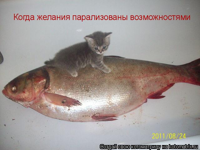 Когда желания парализованы возможностями... Котоматрица: Когда желания парализованы возможностями