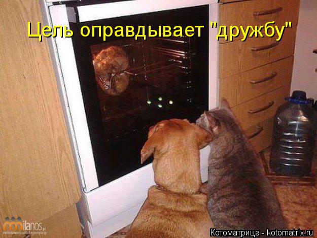 Цель оправдывает "дружбу"... Котоматрица: Цель оправдывает "дружбу"