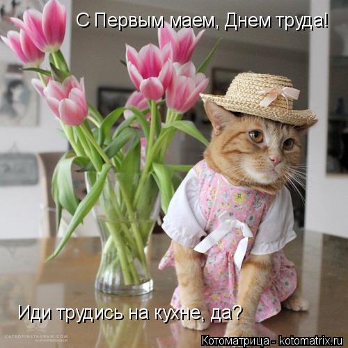 Котоматрица: С Первым маем, Днем труда! Иди трудись на кухне, да?