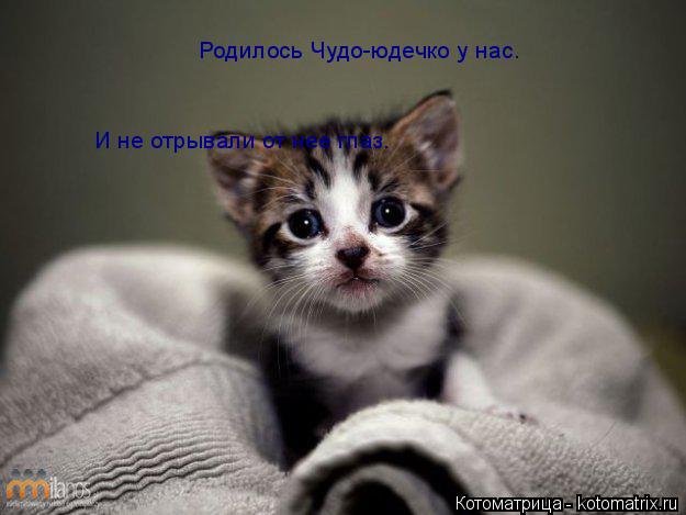 Родилось Чудо-юдечко у нас. И не отрывали от нее глаз.... Котоматрица: Родилось Чудо-юдечко у нас. И не отрывали от нее глаз.