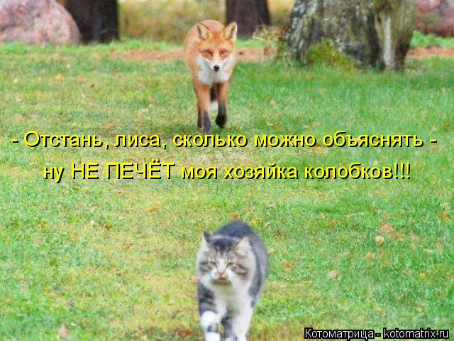 - Отстань, лиса, сколько можно объяснять - ну НЕ ПЕЧЁТ моя хозяйка колобков!!!... Котоматрица: - Отстань, лиса, сколько можно объяснять - ну НЕ ПЕЧЁТ моя хозяйка колобков!!!