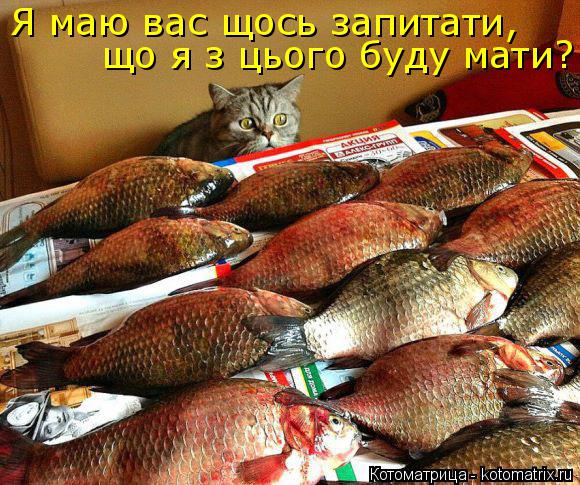 Я маю вас щось запитати, що я з цього буду мати?... Котоматрица: Я маю вас щось запитати, що я з цього буду мати?