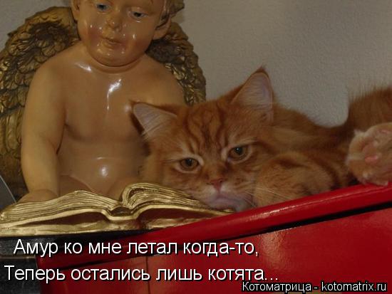 Котоматрица: Амур ко мне летал когда-то, Теперь остались лишь котята...