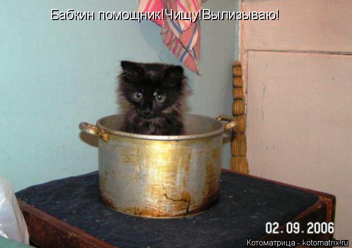 Котоматрица: Бабкин помощник!Чищу!Вылизываю!