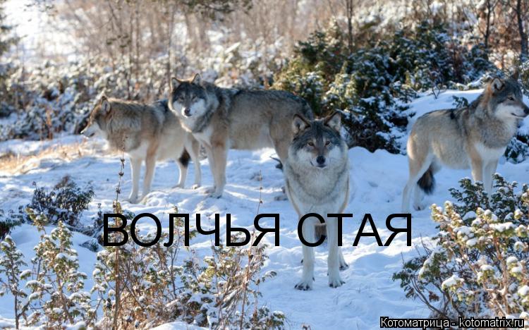 Котоматрица: ВОЛЧЬЯ СТАЯ