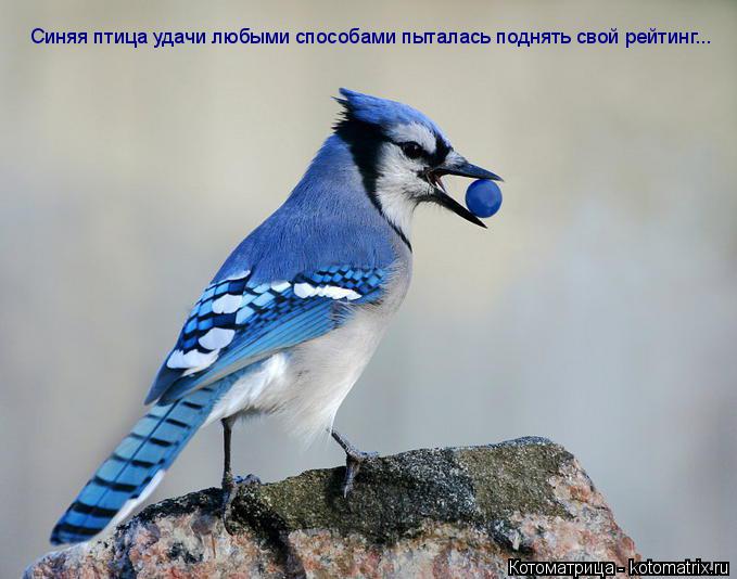 Котоматрица: Синяя птица удачи любыми способами пыталась поднять свой рейтинг...