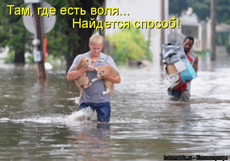 Там, где есть воля... Найдется способ!... Котоматрица: Там, где есть воля... Найдется способ!