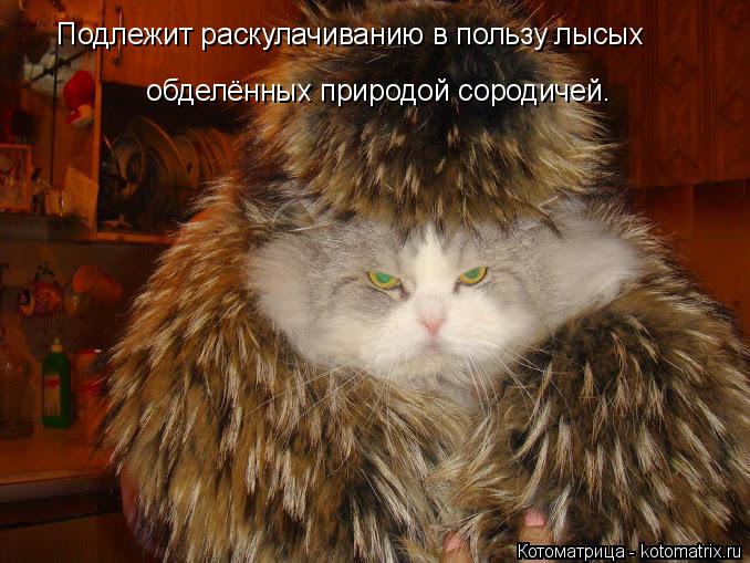 Котоматрица: Подлежит раскулачиванию в пользу лысых   обделённых природой сородичей.