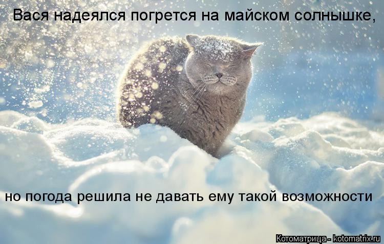 Котоматрица: Вася надеялся погрется на майском солнышке,  но погода решила не давать ему такой возможности
