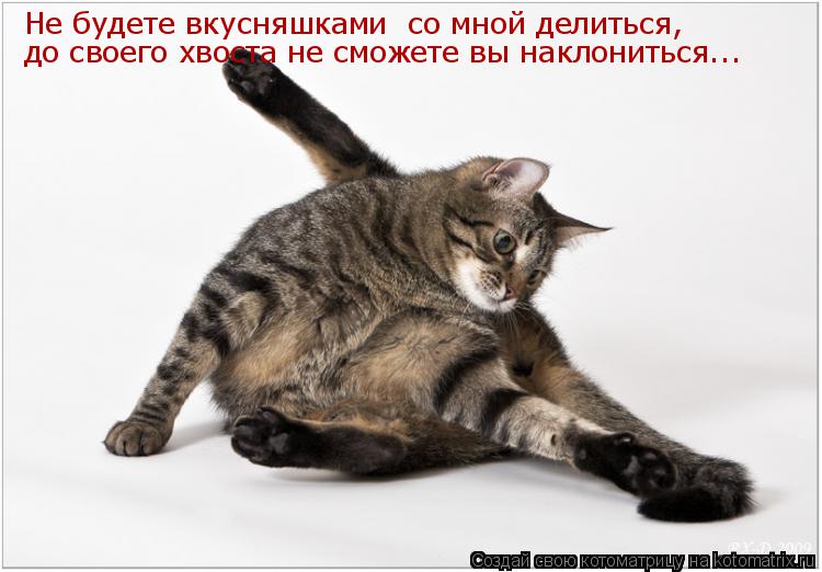 Котоматрица: Не будете вкусняшками  со мной делиться,  до своего хвоста не сможете вы наклониться...