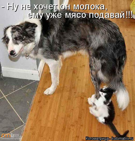 Котоматрица: - Ну не хочет он молока,  ему уже мясо подавай!!!