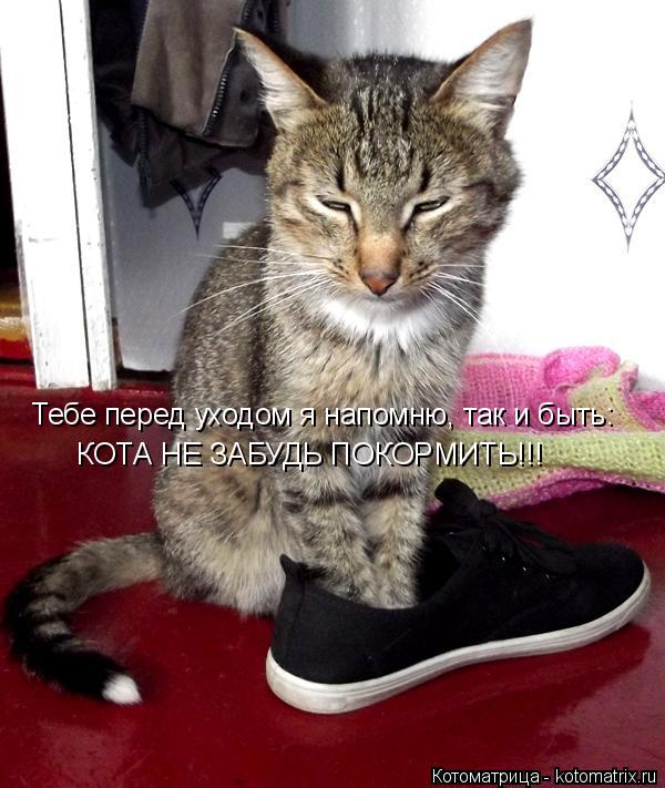Котоматрица: Тебе перед уходом я напомню, так и быть: КОТА НЕ ЗАБУДЬ ПОКОРМИТЬ!!!