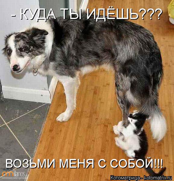 Котоматрица: - КУДА ТЫ ИДЁШЬ??? ВОЗЬМИ МЕНЯ С СОБОЙ!!!