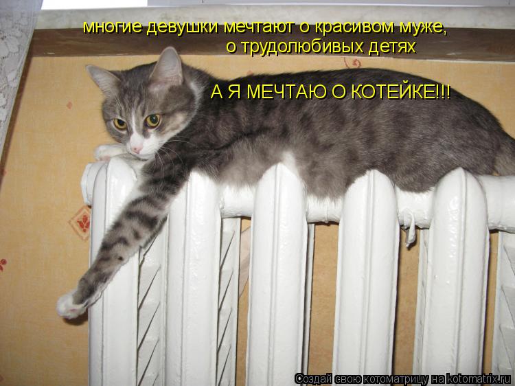 Котоматрица: многие девушки мечтают о красивом муже, о трудолюбивых детях А Я МЕЧТАЮ О КОТЕЙКЕ!!!