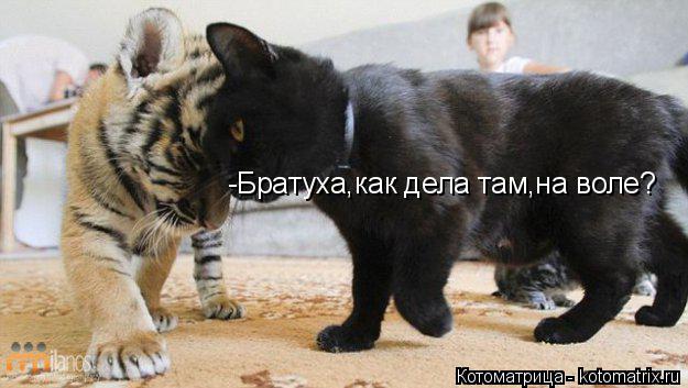 Котоматрица: -Братуха,как дела там,на воле?