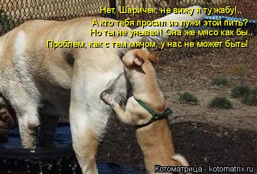 Котоматрица: А кто тебя просил из лужи этой пить? Но ты не унывай! Она же мясо как бы.. Проблем, как с тем мячом, у нас не может быть! Нет, Шаричек, не вижу я ту