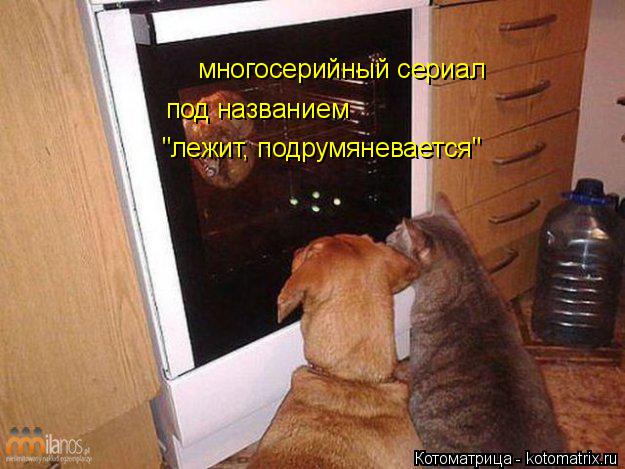 Котоматрица: многосерийный сериал  под названием "лежит, подрумяневается"