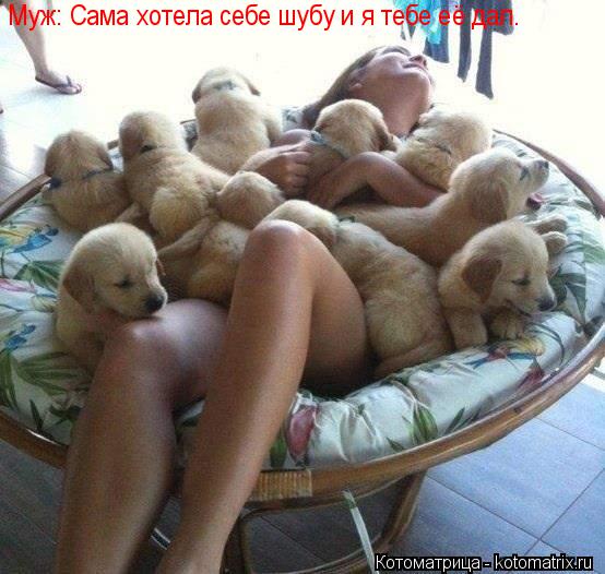 Котоматрица: Муж: Сама хотела себе шубу и я тебе её дал.