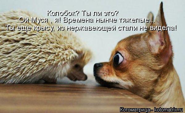 Котоматрица: Ты еще крысу, из нержавеющей стали не видела!  Ой Муся , я! Времена нынче тяжелые... Колобок? Ты ли это?