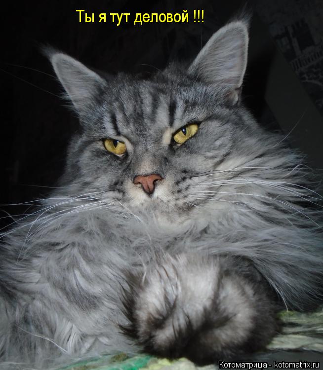 Ты я тут деловой !!!... Котоматрица: Ты я тут деловой !!!