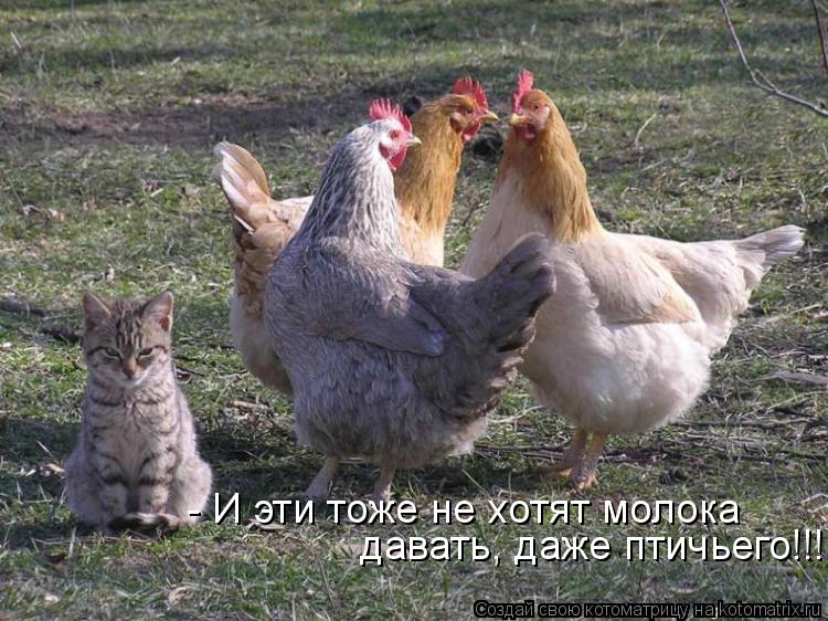 - И эти тоже не хотят молока давать, даже птичьего!!!... Котоматрица: - И эти тоже не хотят молока давать, даже птичьего!!!