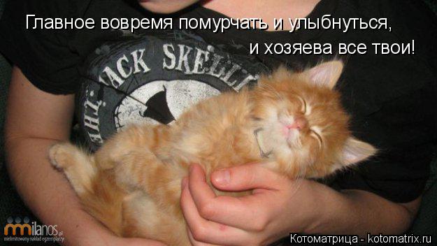 Котоматрица: Главное вовремя помурчать и улыбнуться,   и хозяева все твои!
