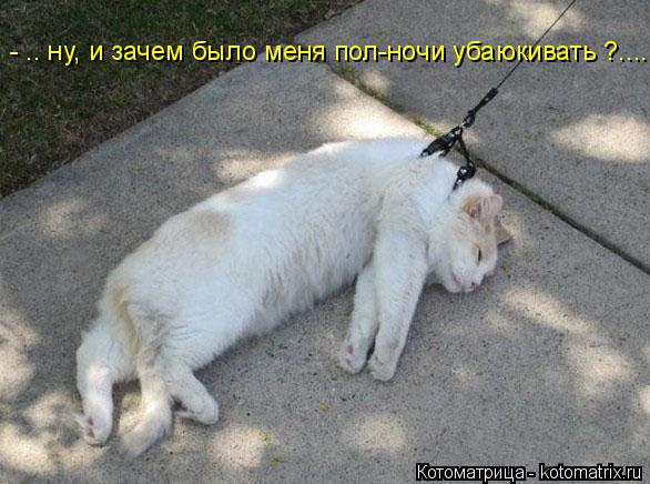 Котоматрица: - .. ну, и зачем было меня пол-ночи убаюкивать ?....
