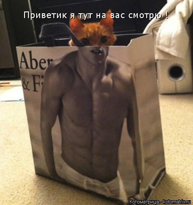 Приветик я тут на вас смотрю !... Котоматрица: Приветик я тут на вас смотрю !