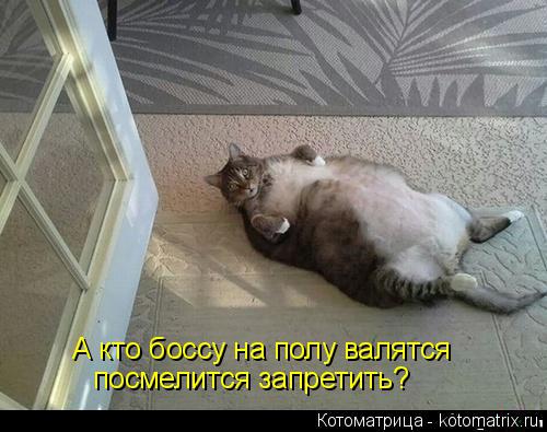 А кто боссу на полу валятся посмелится запретить?... Котоматрица: А кто боссу на полу валятся посмелится запретить?