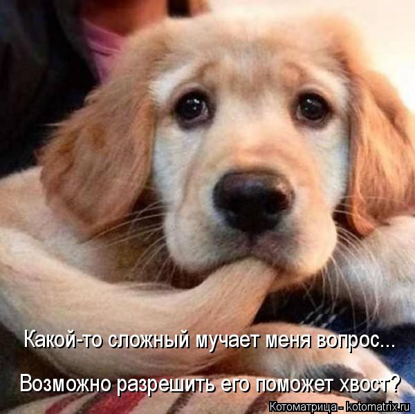 Какой-то сложный мучает меня вопрос... Возможно разрешить его поможет хвост?... Котоматрица: Какой-то сложный мучает меня вопрос... Возможно разрешить его поможет хвост?
