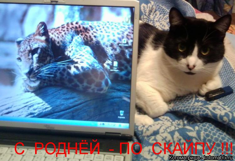 С РОДНЁЙ - ПО СКАЙПУ !!!... Котоматрица: С РОДНЁЙ - ПО СКАЙПУ !!!