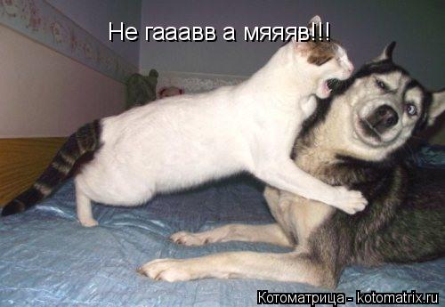 Не гааавв а мяяяв!!!... Котоматрица: Не гааавв а мяяяв!!!